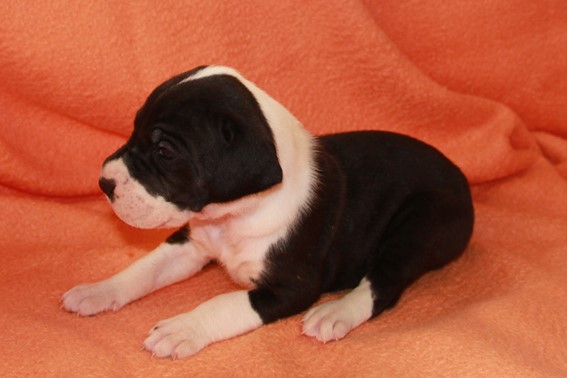 prinses-vandegroteliefde-duitse-dog