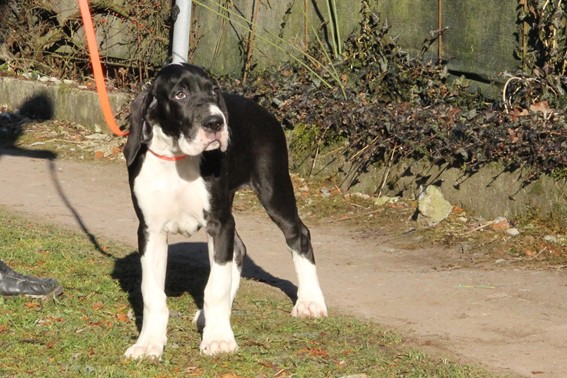 prinses-vandegroteliefde-duitse-dog