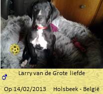 Larry dog nieuwBaasje
