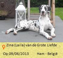 Lord dog nieuwBaasje