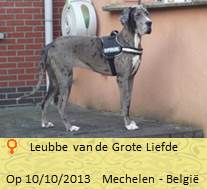 Lord dog nieuwBaasje