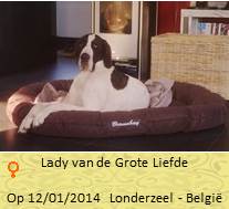 Lady dog nieuwBaasje