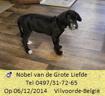 Lady dog nieuwBaasje