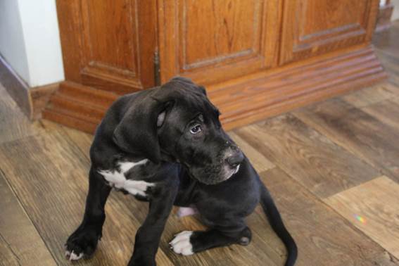 Nieuwe-familie-Nobel-dog-1