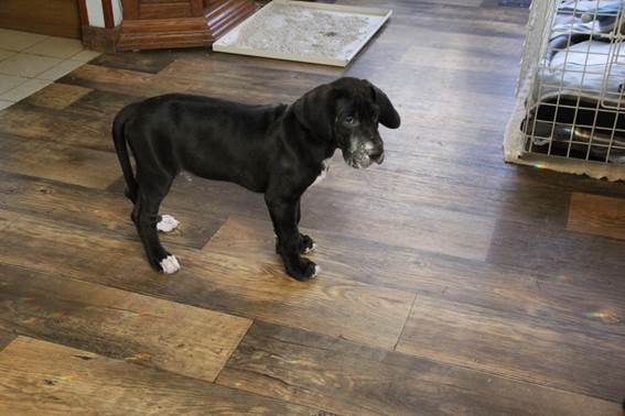 nieuwe-familie-Nobel-dog-2