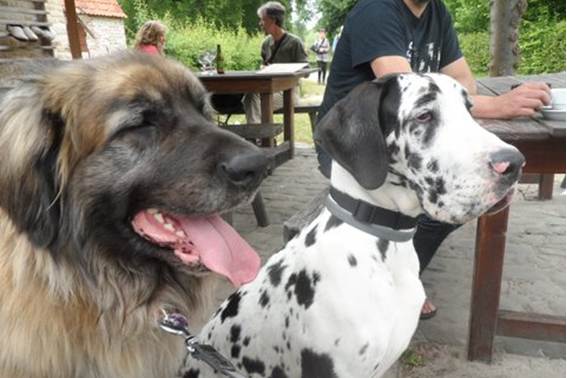 Groot nieuws Zina dog