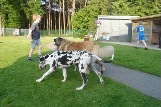 Zina (Laila) dog met de kindjes