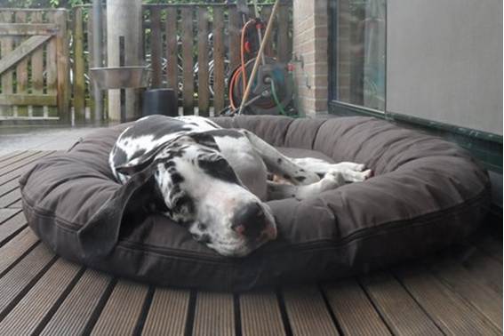 Nieuwe familie Zina dog