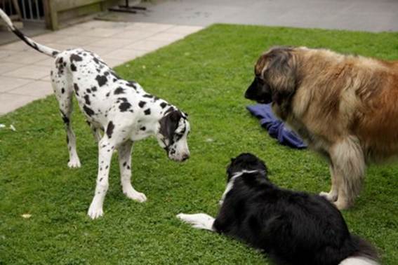Groot nieuws Zina dog