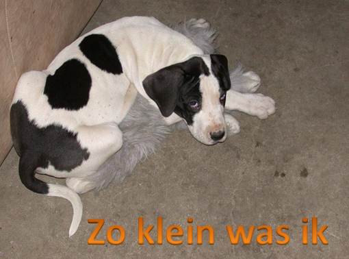Zo-klein_C