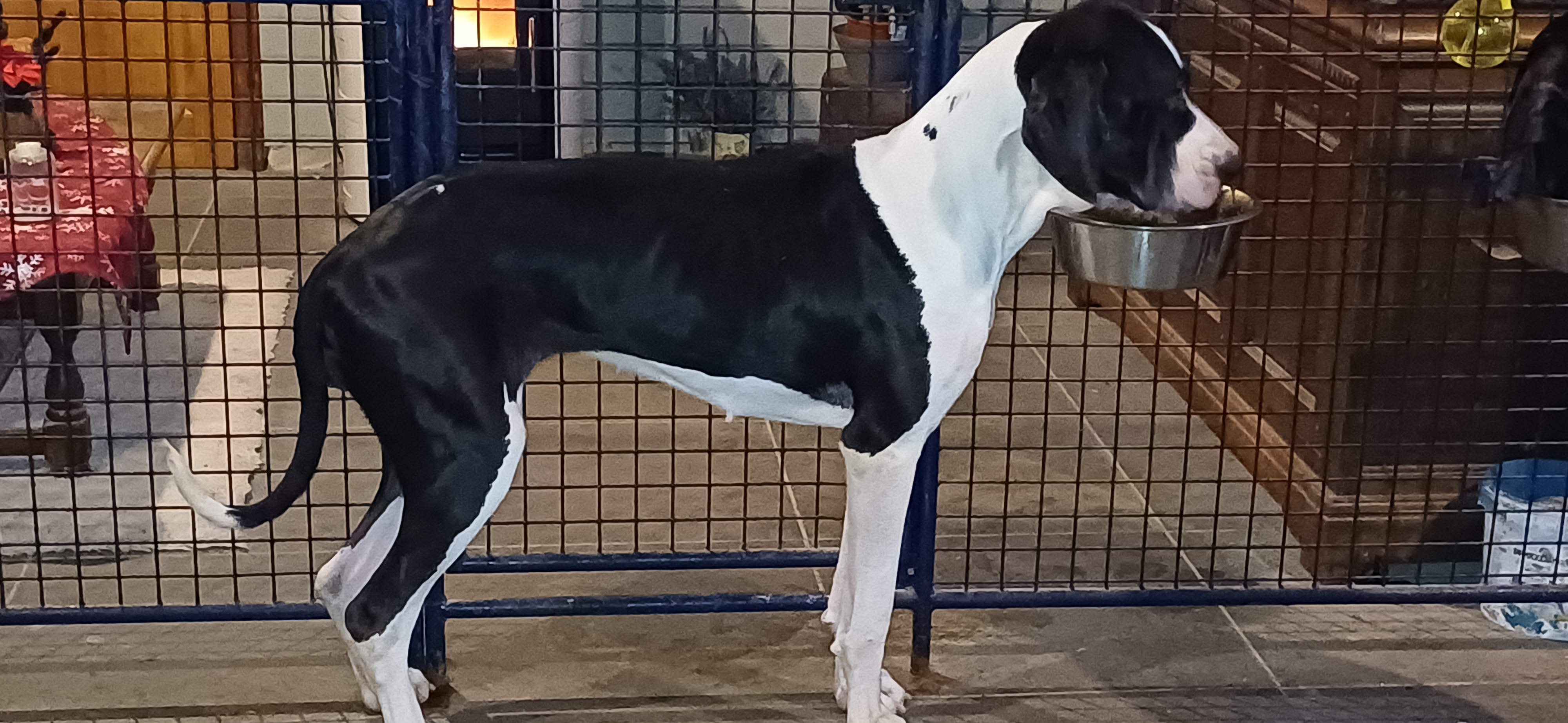 wilma duitse dog
