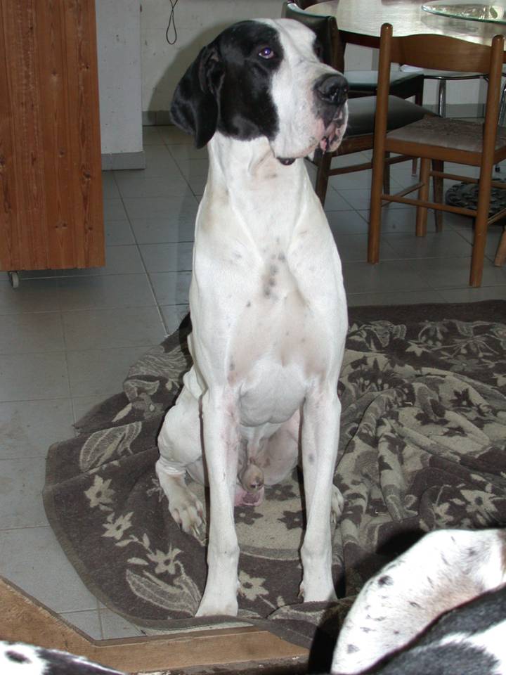 Casper mat