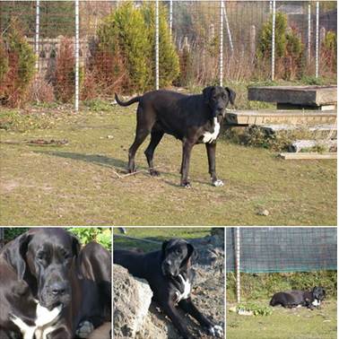 Klein-tweede-dog