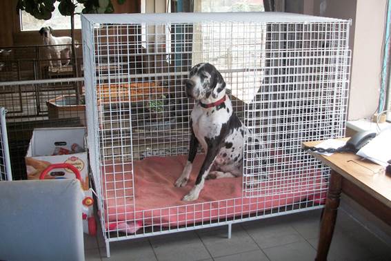 Janayka-duitsedog-in-haar-huisje
