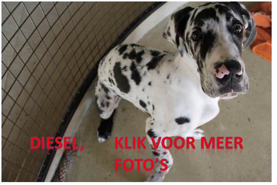 Pups 10-12-2012