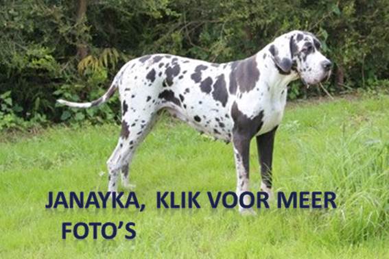 Pups 10-12-2012