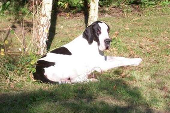 Dog_casper