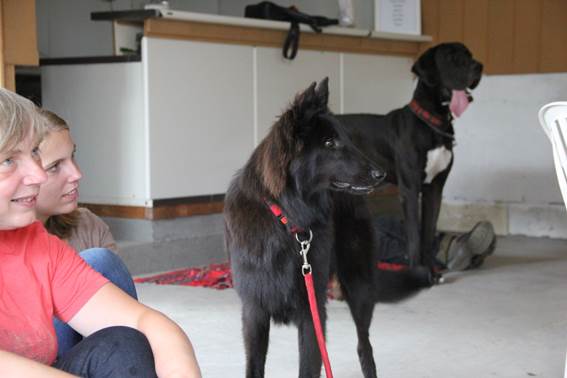 fofo-tweede-knuffel-duitsedog
