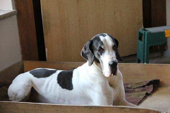 2012-12-10, casper de vader van de pups