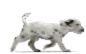 die