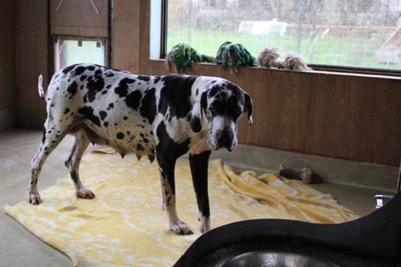 Janayka mama van de pups