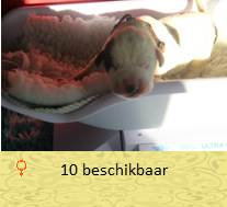 pups op 1 dagen