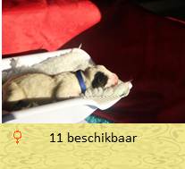 pups op 1 dagen