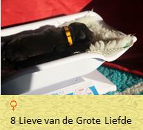 pups op 1 dagen