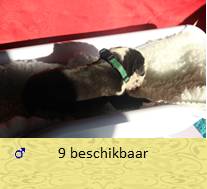 pups op 1 dagen