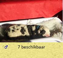 pups op 1 dagen