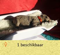 pups op 1 dagen