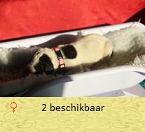 pups op 1 dagen