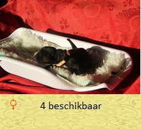 pups op 1 dagen