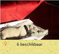 pups op 1 dagen