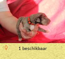 pups op 5 dagen