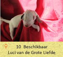 pups op 5 dagen