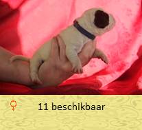 pups op 5 dagen