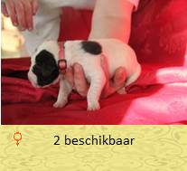 pups op 5 dagen