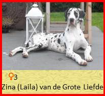 dog pup Laila op 8 weken