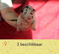 pups op 5 dagen