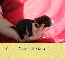 pups op 5 dagen
