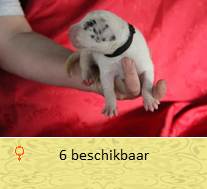 pups op 5 dagen