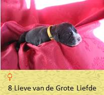 pups op 5 dagen