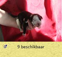 pups op 5 dagen