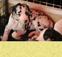 pups 6 weken