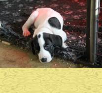 pups 6 weken