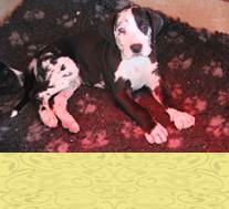 pups 6 weken