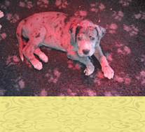 pups 6 weken