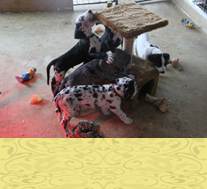 pups 5 weken, katen paal testen