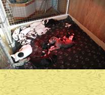 pups 5 weken, onze gezamelijke slaapplaats